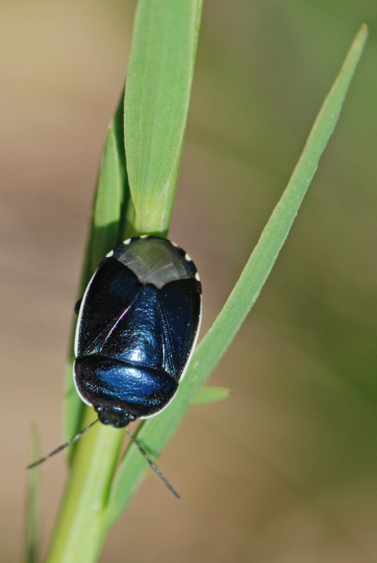 Cydnidae: Canthophorus dubius del Vicentino